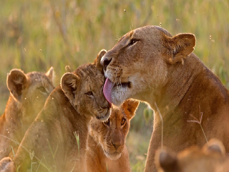 试管减胎几率（试管2超孕囊）